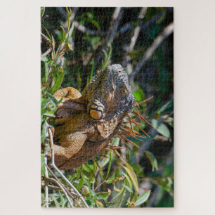 Orange Lizard, Belize Iguana Jigsaw Puzzle