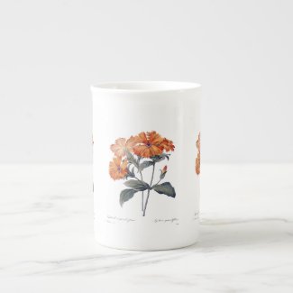 Orange Lychnis Redoute 
