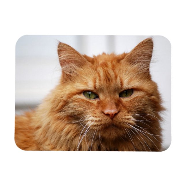 Orange Maine Coon Cat Flexible Photo Magnet (Horizontal)