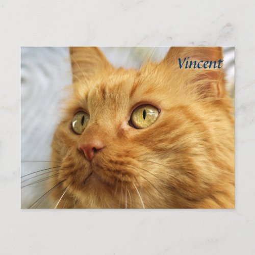 Orange Maine Coon Cat Post Card
