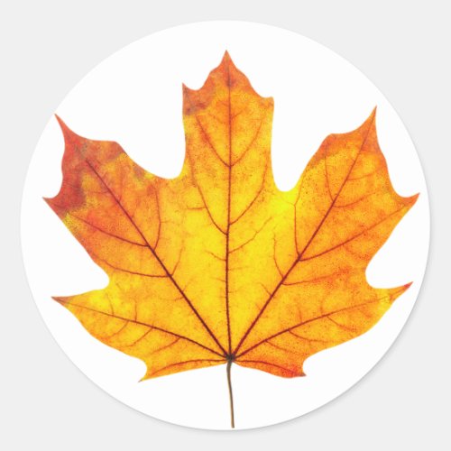 Orange maple leaf classic round sticker