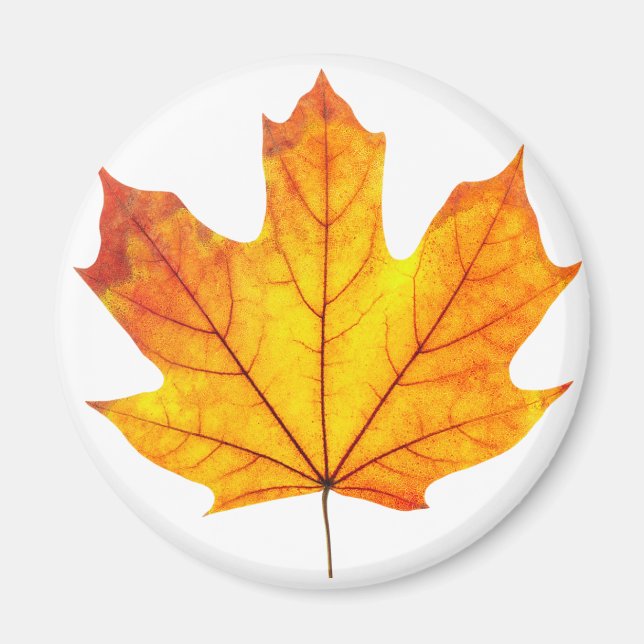 Orange maple leaf magnet (Front)