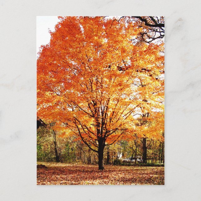 Orange Maple Leaves Thanksgiving Postcard (Front)