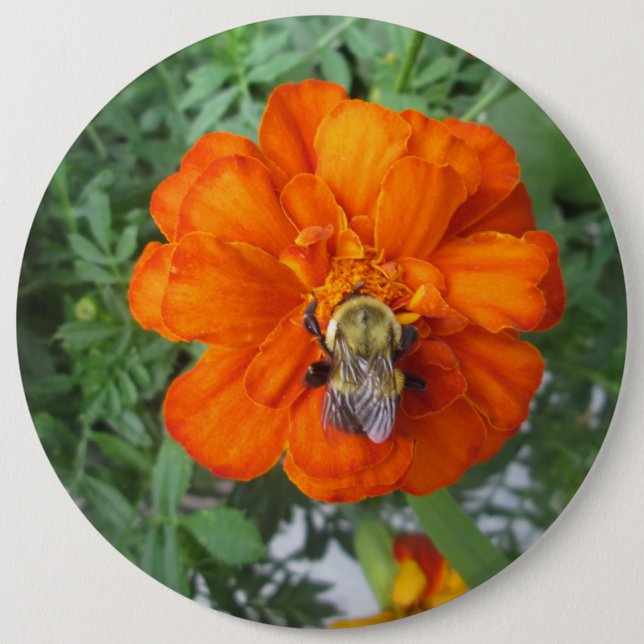 Orange Marigold Bee Flower Button (Front)