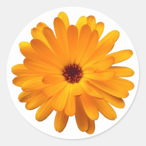 Orange Marigold Classic Round Sticker