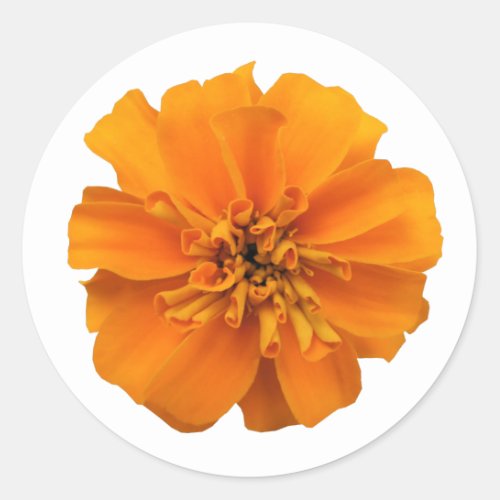 Orange Marigold Flower Classic Round Sticker