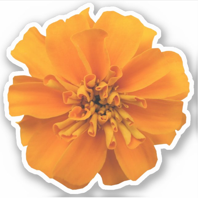 Orange Marigold Flower Countour Sticker (Front)