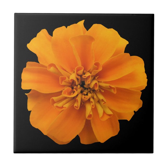 Orange Marigold Flower on Black Ceramic Tile (Front)