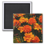 Orange Marigold Flowers  Magnet at Zazzle