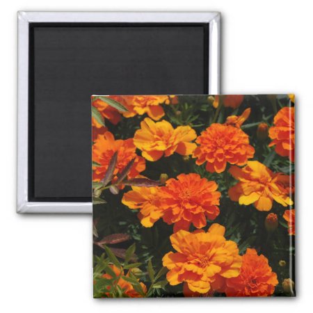 Orange Marigold Flowers  Magnet