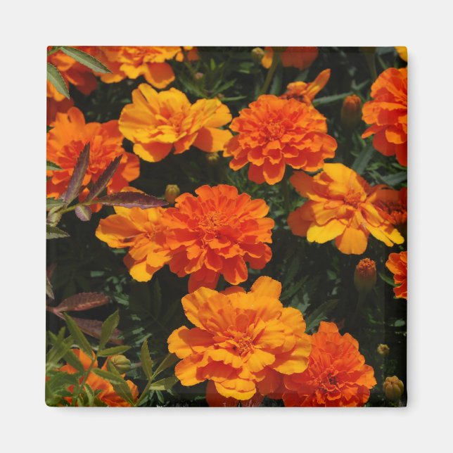 Orange Marigold Flowers  Magnet (Front)