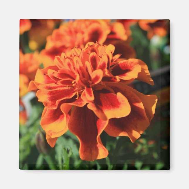 Orange Marigold Flowers Magnet (Front)