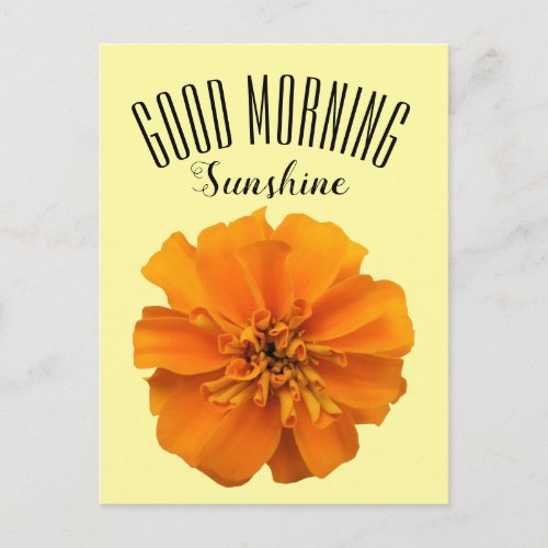 Orange Marigold Good Morning Sunshine Postcard