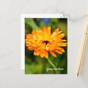 Orange Marigold Holiday Postcard