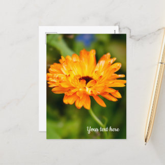 Orange Marigold Holiday Postcard