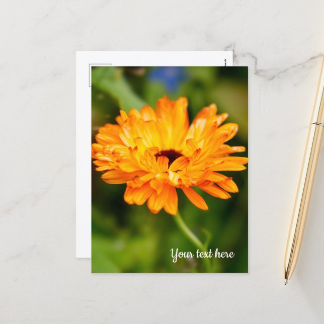 Orange Marigold Holiday Postcard (Front/Back In Situ)
