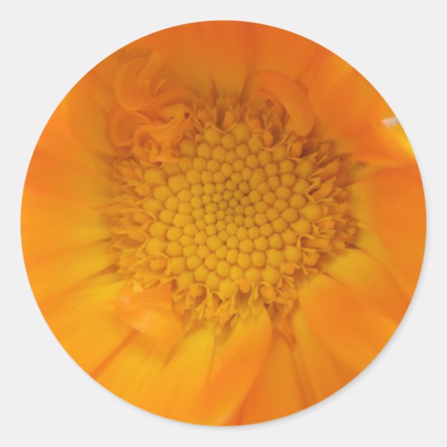 Orange Marigold Macro Stickers (Front)