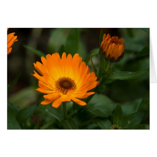 Orange Marigold | Orangefarbene Ringelblume Cards (Front Horizontal)