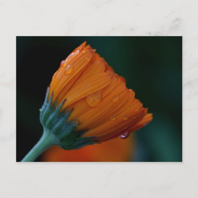 orange marigold postcard (Front)