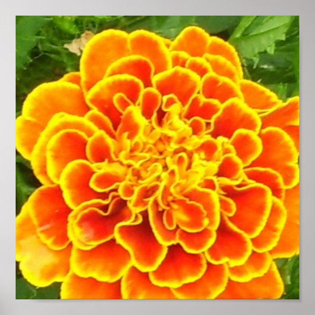 Orange Marigold Poster Print (Front)