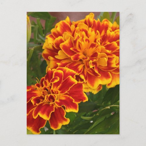 Orange Marigolds Garden Photo  Postcard