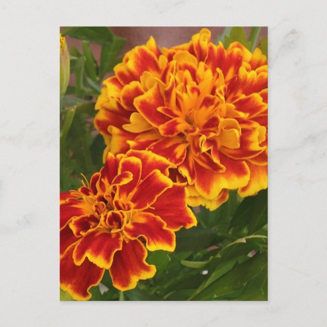 Orange Marigolds Garden Photo  Postcard (Front)