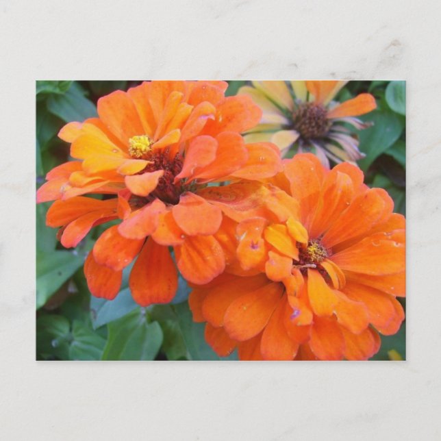 Orange Marigolds Postcard (Front)