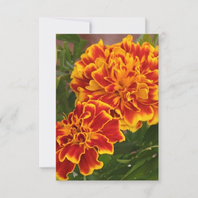 Orange Marigolds Striking Garden Photo Thank You Card (Front)