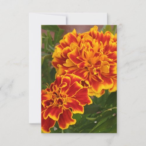 Orange Marigolds Striking Garden Photo Thank You Card