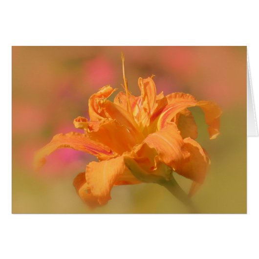 Orange Marmalade - Daylily Cards (Front Horizontal)