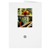 Orange_Marmoset,_Greeting_Card. (Back)