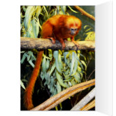Orange_Marmoset,_Greeting_Card. (Inside (Left))