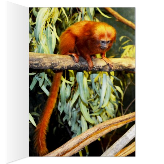 Orange_Marmoset,_Greeting_Card. (Inside (Right))