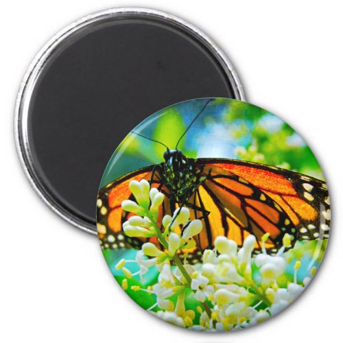 Orange monarch butterfly photo bold modern stylish magnet