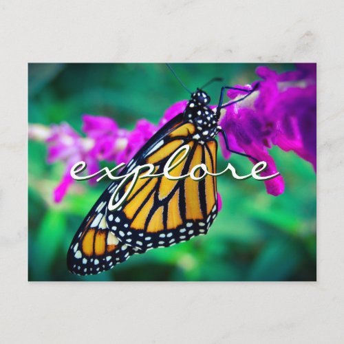 Orange Monarch Butterfly Photo Explore Stylish Postcard