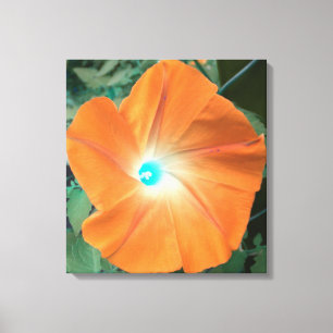 Orange Morning Glory wrapped canvas Print