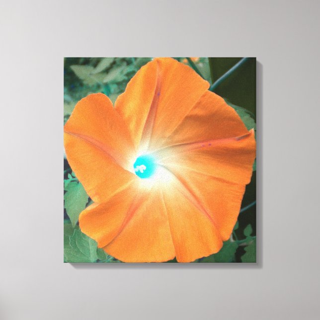 Orange Morning Glory wrapped canvas Print (Front)