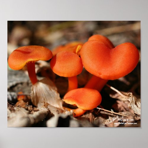 Orange Mushroom Family Nature Poster