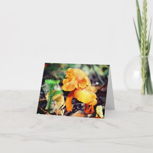 Orange Mushroom Nature Note Card