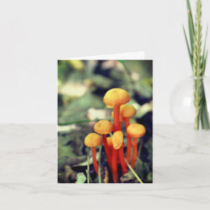 Orange Mushrooms Nature Blank Note Card