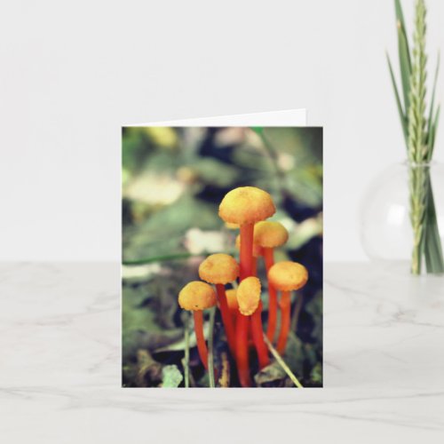 Orange Mushrooms Nature Blank Note Card