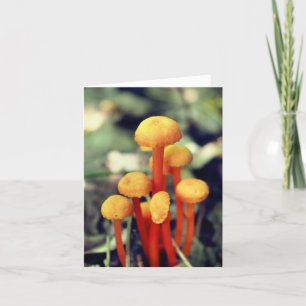 Orange Mushrooms Nature Photography Note Card