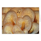 Orange Mycena Mushrooms (Front Horizontal)