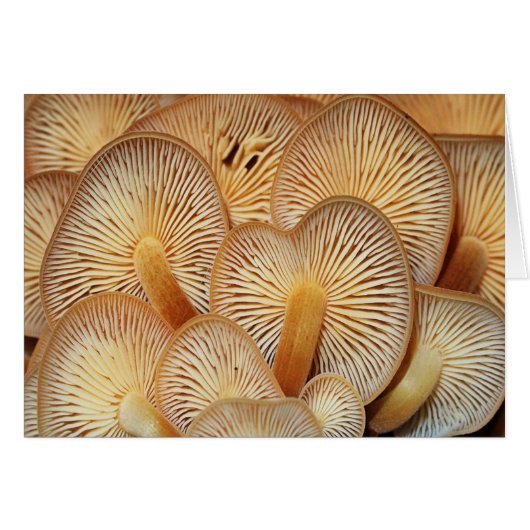 Orange Mycena Mushrooms Cards (Front Horizontal)
