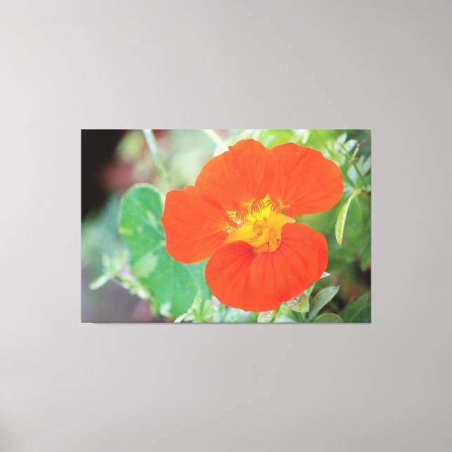 Orange Nasturtium Bloom Canvas Print (Front)