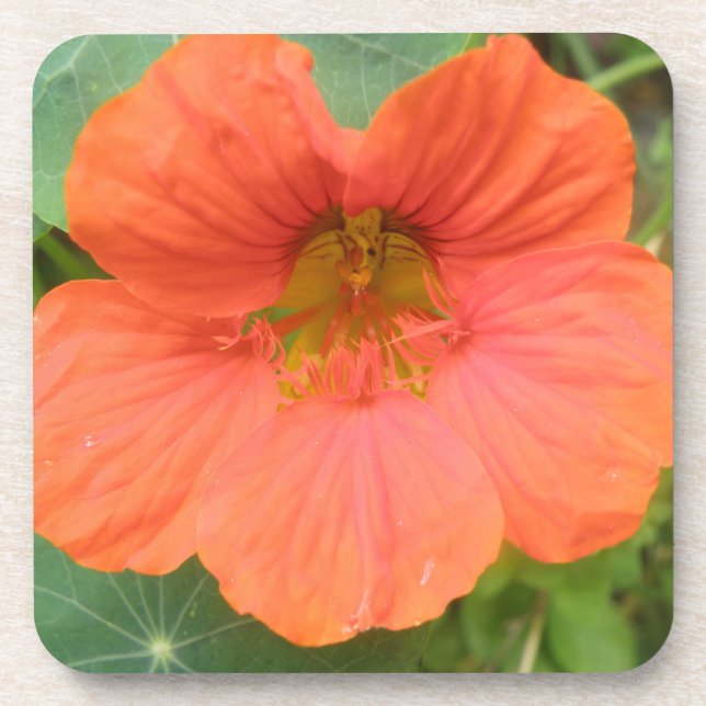 Orange Nasturtium Flower Cork Coaster (Front)