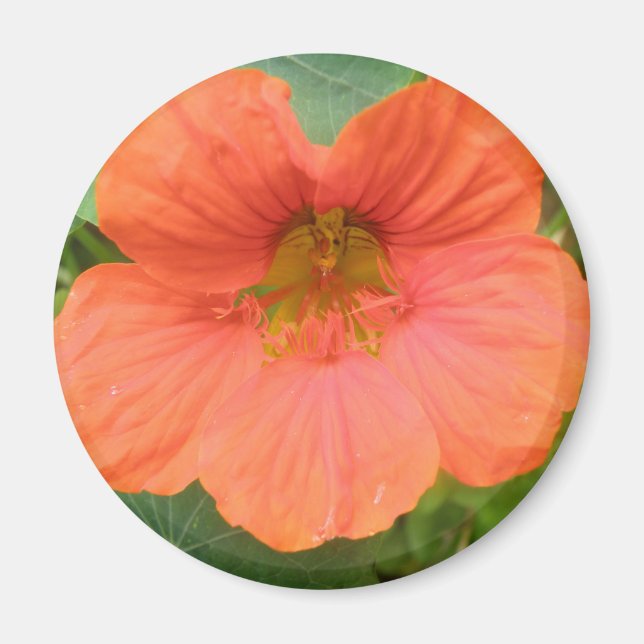 Orange Nasturtium Flower Magnet (Front)
