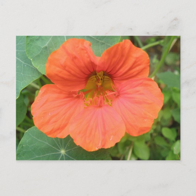 Orange Nasturtium Flower Postcard (Front)