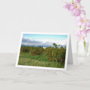 Orange Orchard, Valencia, Spain Card