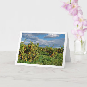 Orange Orchard, Valencia, Spain Card